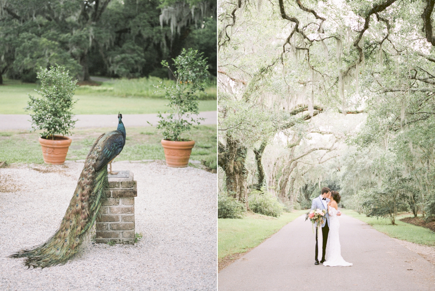 Charleston-South-Carolina-Beautiful-Film-Wedding-Photographer-Magnolia-Plantation-and-Gardens-Wedding-Photos_5139.jpg